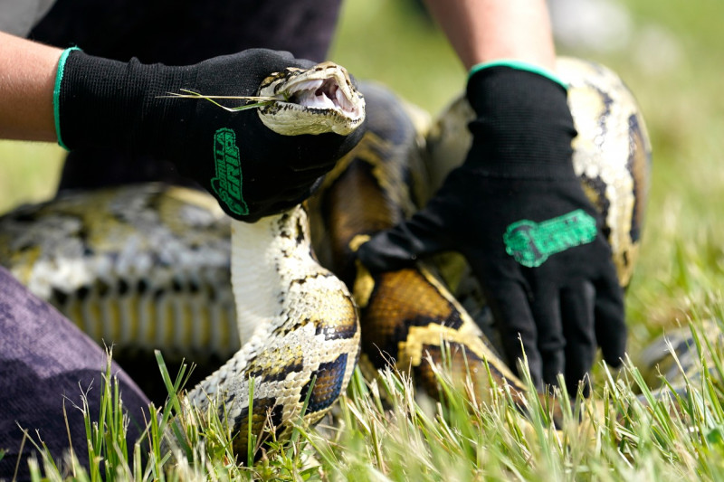 Python Hunt Florida