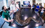 News: Largest invasive Burmese python captured