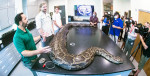 News: Largest invasive Burmese python captured