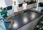 News: Largest invasive Burmese python captured