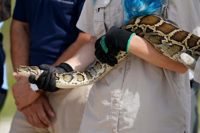 Python Hunt Florida