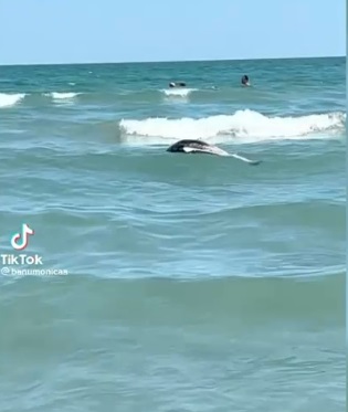 Un delfin mort a fost filmat în timp ce plutea în mare, la Mamaia, printre turiștii care înotau