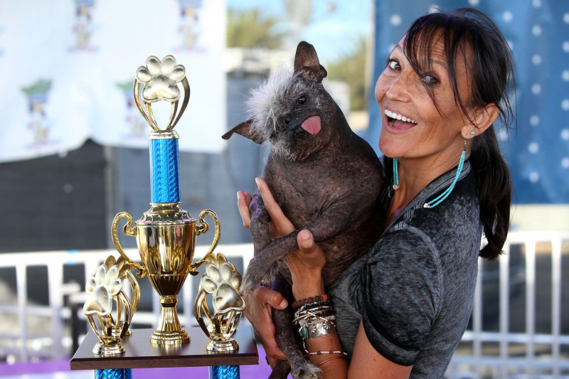 Mr Happy Face wins the World's Ugliest Dog Competition in Petaluma, California.