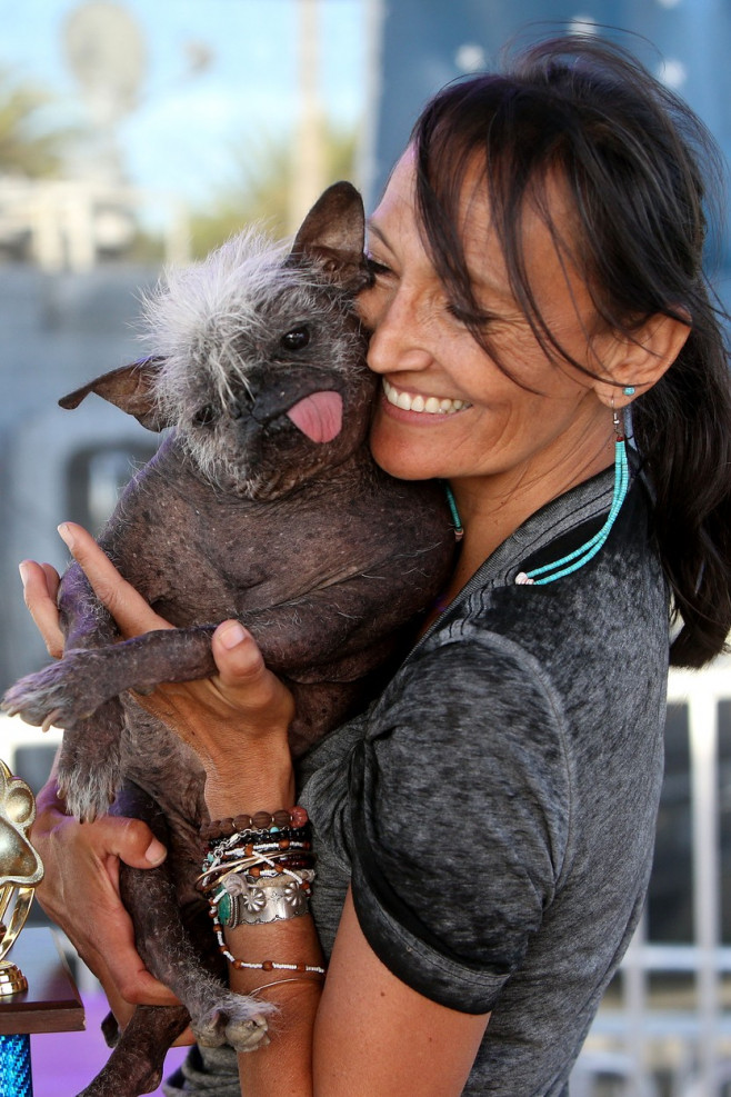 Mr Happy Face wins the World's Ugliest Dog Competition in Petaluma, California.