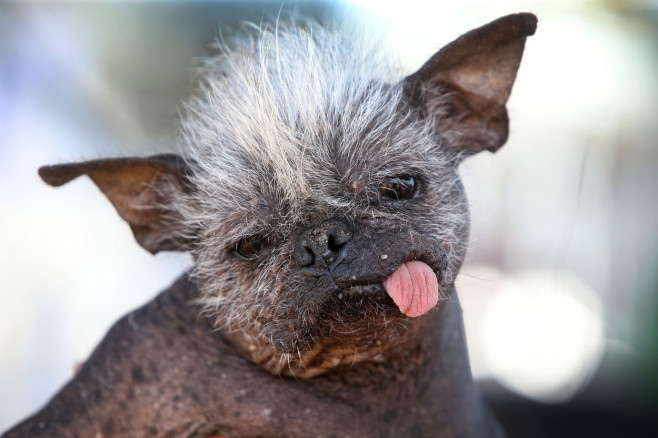 The World's Ugliest Dog contest in Petaluma, California.