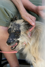 The World's Ugliest Dog contest in Petaluma, California.