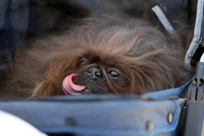 The World's Ugliest Dog contest in Petaluma, California.