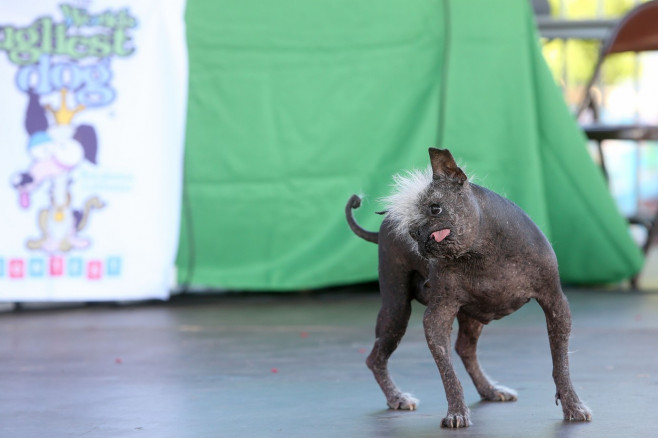 The World's Ugliest Dog contest in Petaluma, California.