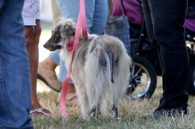 The World's Ugliest Dog contest in Petaluma, California.