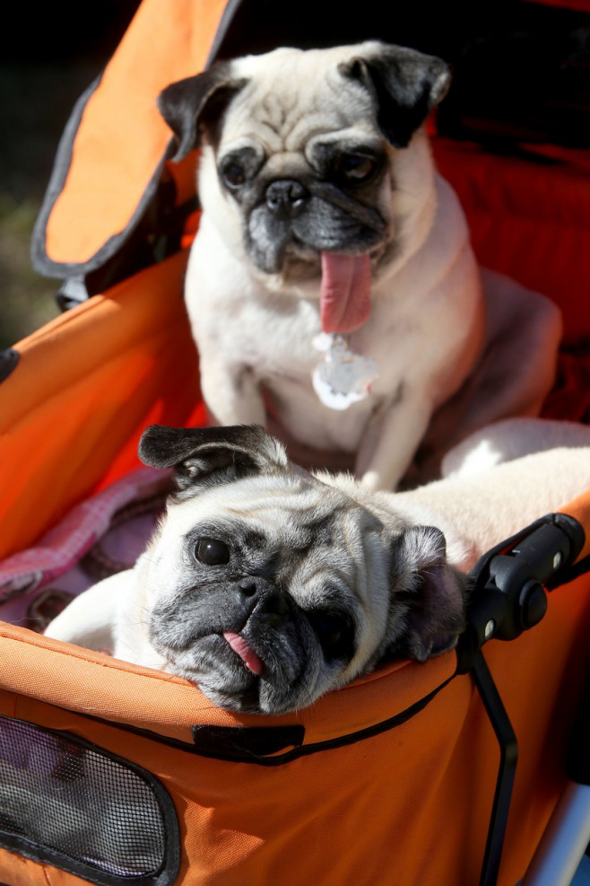 The World's Ugliest Dog contest in Petaluma, California.