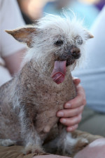 The World's Ugliest Dog contest in Petaluma, California.