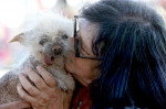 The World's Ugliest Dog contest in Petaluma, California.