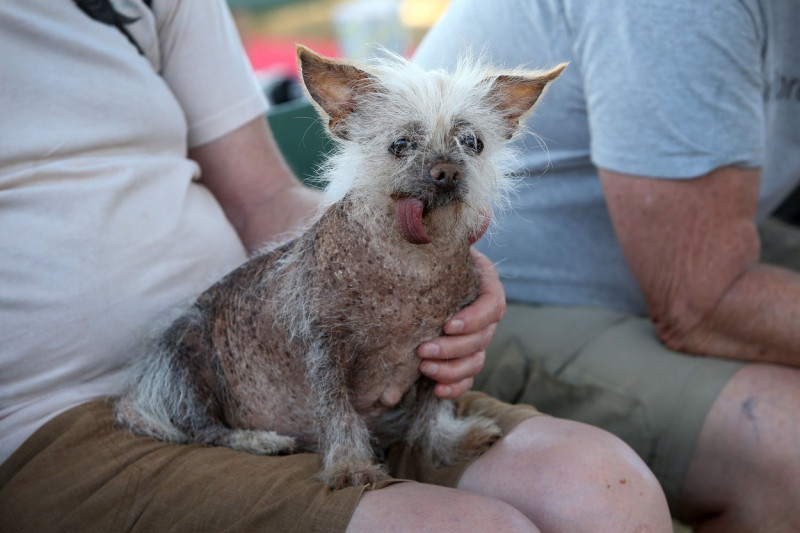 The World's Ugliest Dog contest in Petaluma, California.