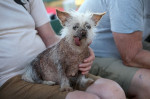 The World's Ugliest Dog contest in Petaluma, California.