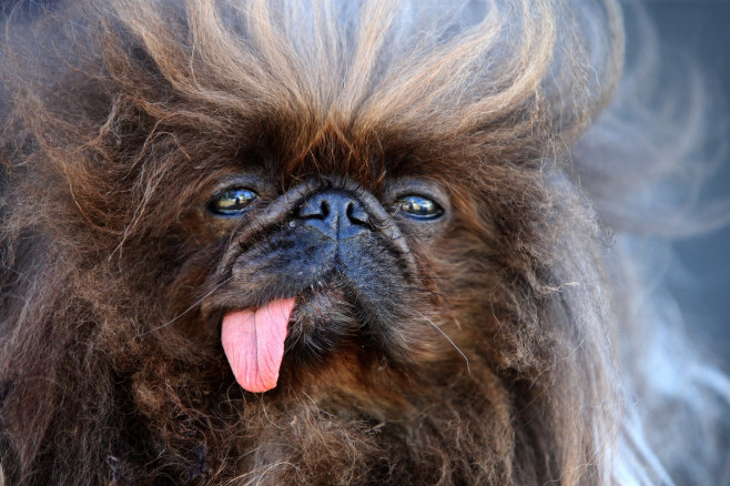 The World's Ugliest Dog contest in Petaluma, California.