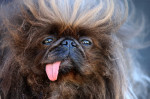 The World's Ugliest Dog contest in Petaluma, California.