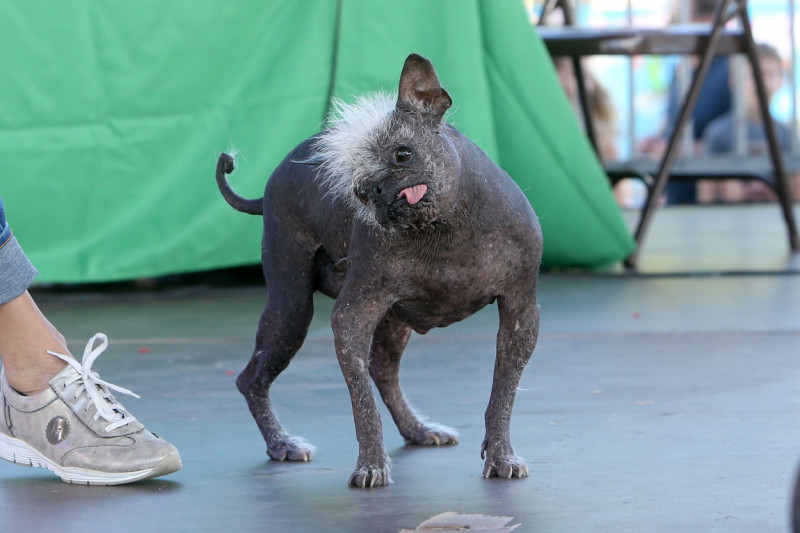 The World's Ugliest Dog contest in Petaluma, California.
