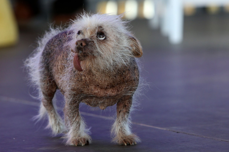 The World's Ugliest Dog contest in Petaluma, California.