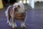 The World's Ugliest Dog contest in Petaluma, California.