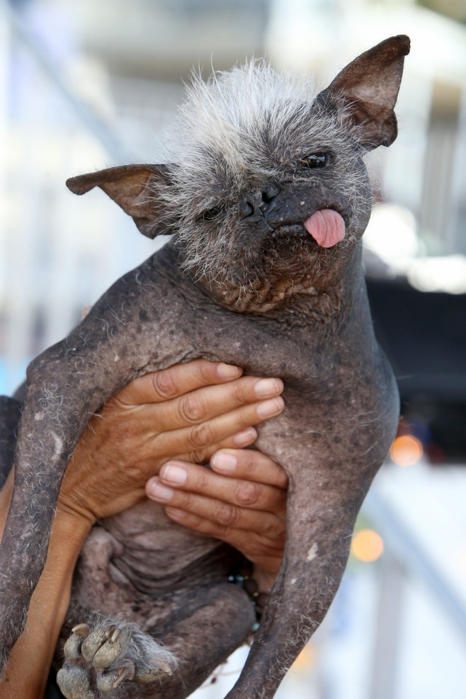 The World's Ugliest Dog contest in Petaluma, California.