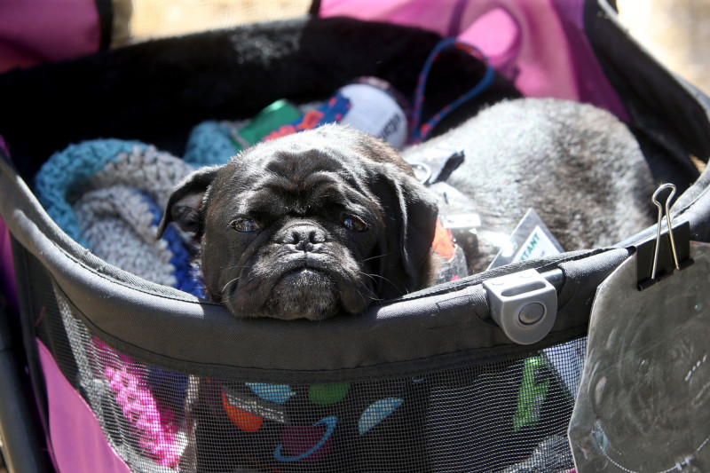 The World's Ugliest Dog contest in Petaluma, California.