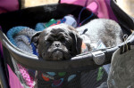 The World's Ugliest Dog contest in Petaluma, California.