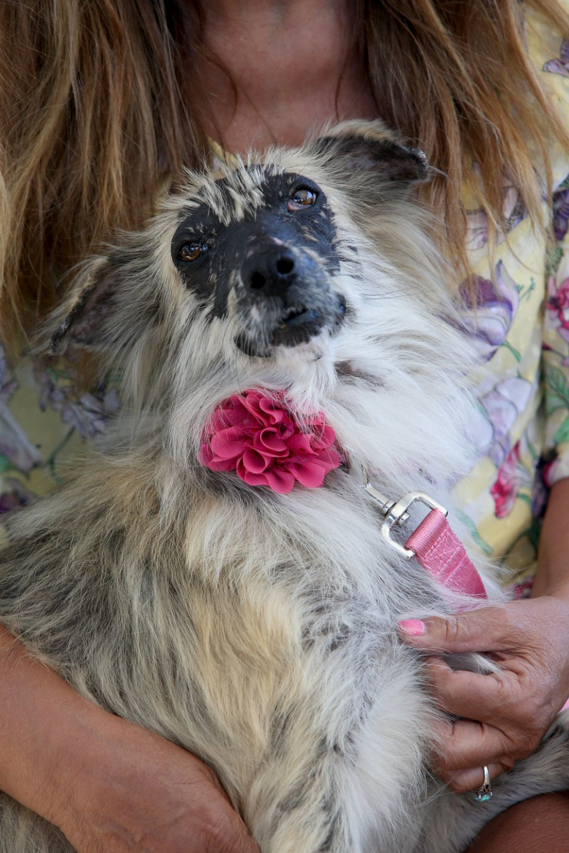 The World's Ugliest Dog contest in Petaluma, California.