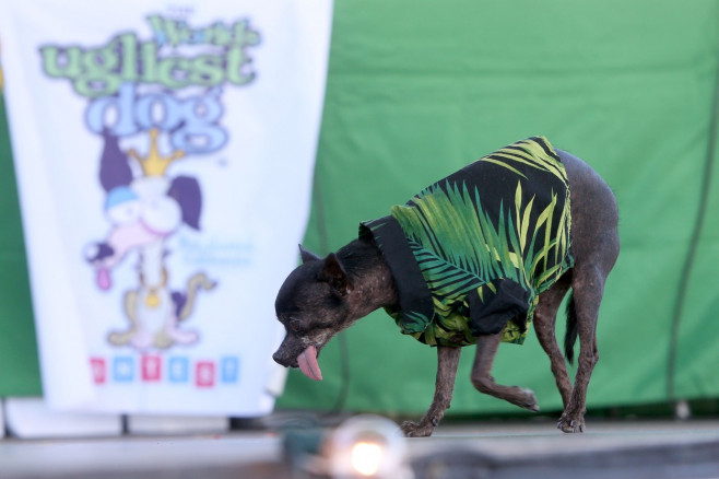 The World's Ugliest Dog contest in Petaluma, California.