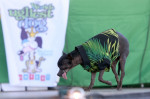 The World's Ugliest Dog contest in Petaluma, California.