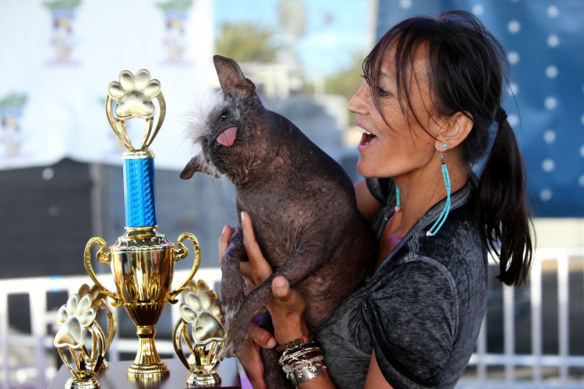 Mr Happy Face wins the World's Ugliest Dog Competition in Petaluma, California.