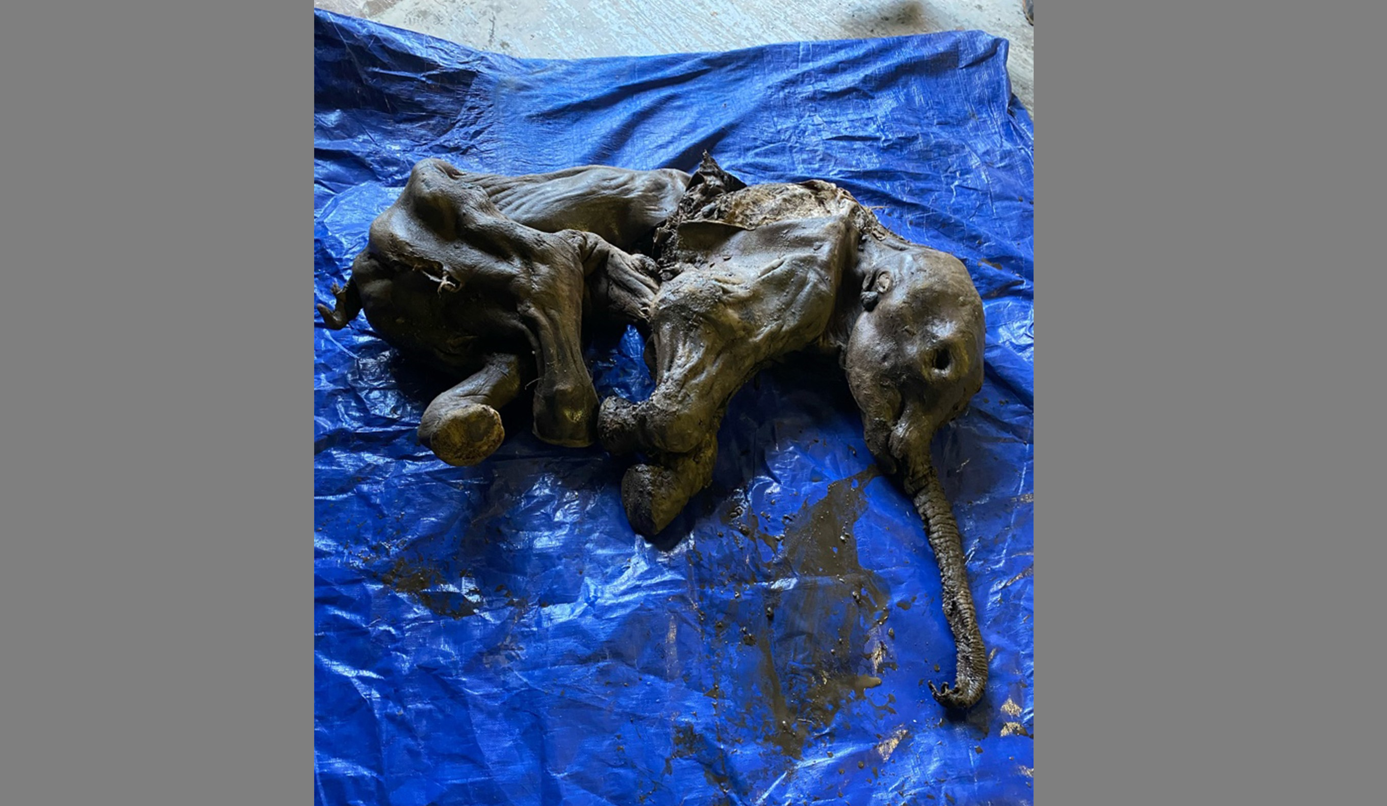 Un miner a găsit un pui de mamut de acum 35.000 de ani mumificat în stare aproape perfectă