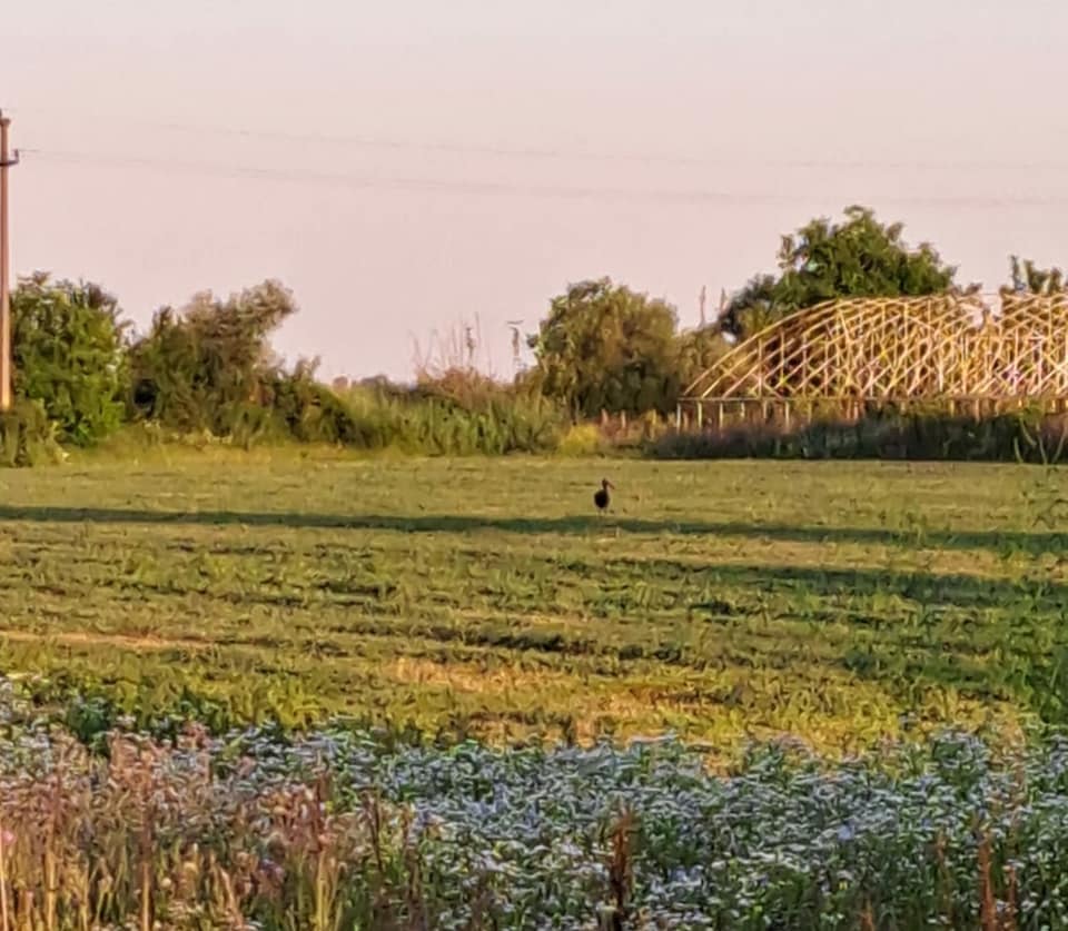 FOTO O barză neagră, specie protejată rar observată în România, a fost fotografiată în Prahova