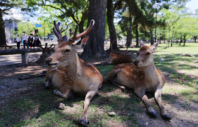 Extremely hot day in Nara