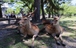 Extremely hot day in Nara