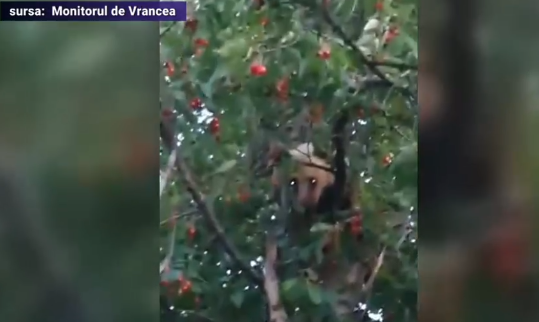 VIDEO Un urs a fost prins la "furat" de cireșe