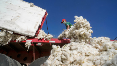 A worker unloads cotton from a truck at a textile company in Yuli County, northwest China's Xinjiang Uygur Autonomous Region, Oct. 14, 2021