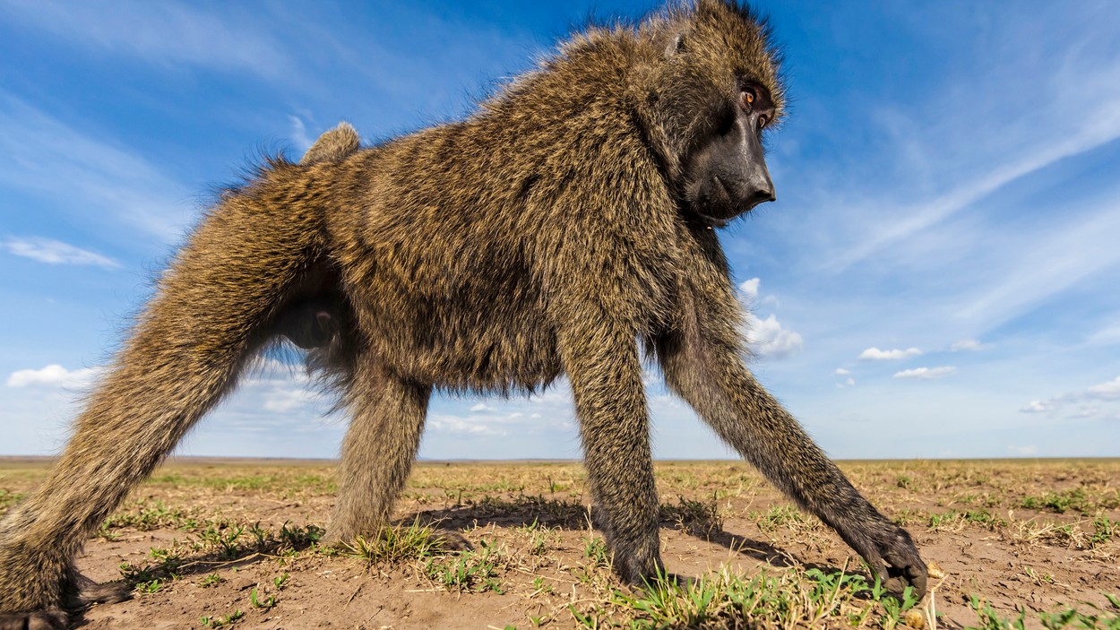 Un bebeluș de numai o lună a murit după ce a fost răpit de maimuțe, în Tanzania