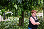 Damage caused by the hailstorm in Gironde