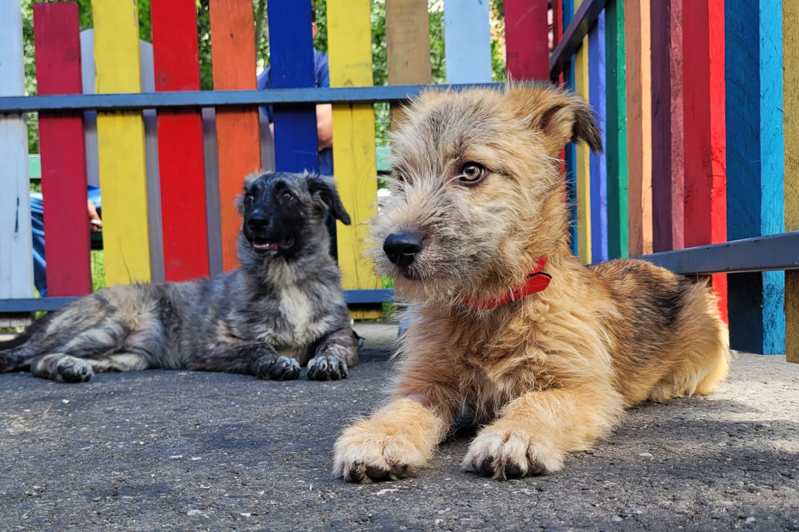 ASPA organizează sâmbătă un târg de adopţii pentru căţei într-un mall din București