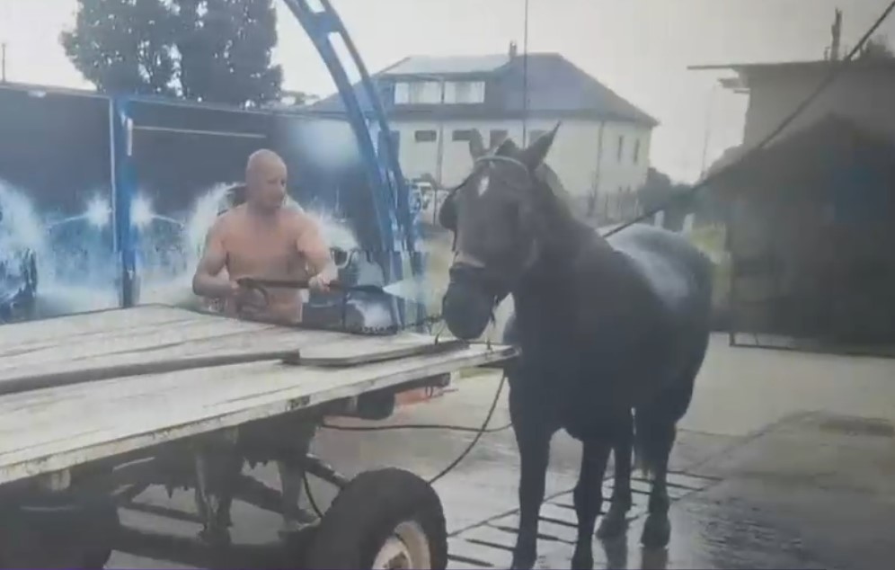 VIDEO. Un cal s-a racorit la o spalatorie auto. Imaginile surprinse intr-un oras din Timis