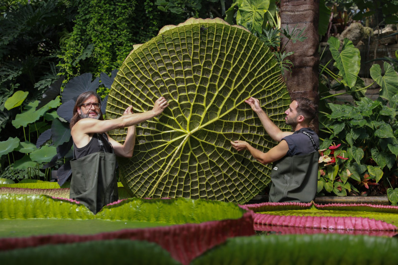 Nufăr gigant Kew Gardens Londra