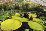 Nufăr gigant Kew Gardens Londra