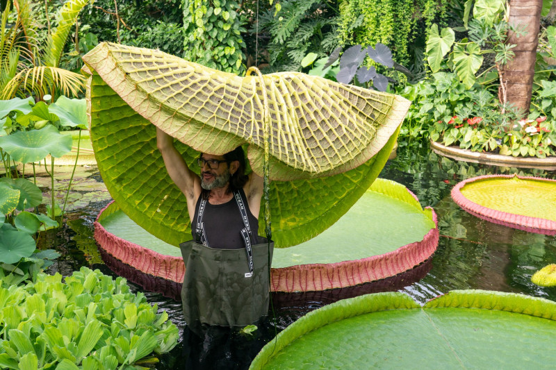 Nufăr gigant Kew Gardens Londra