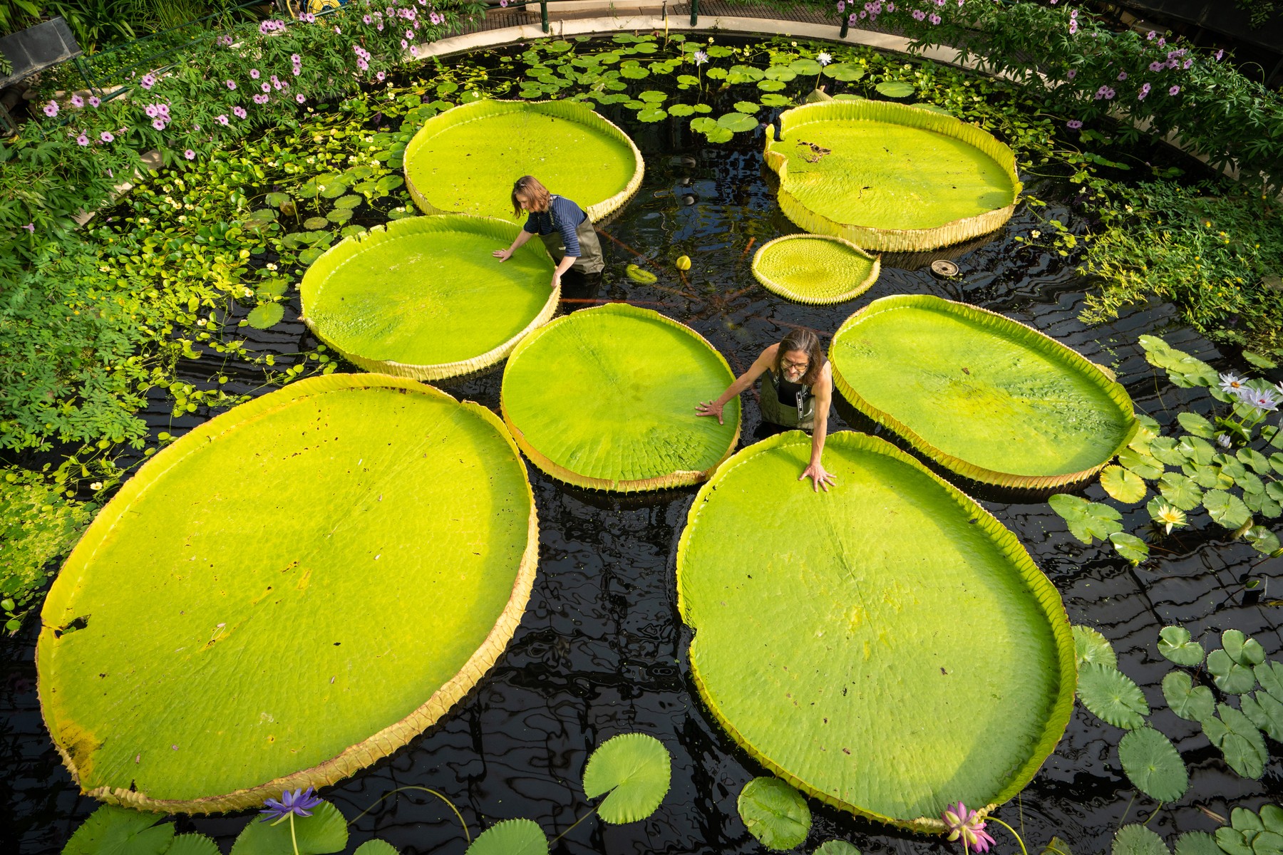 Nufăr gigant Kew Gardens Londra