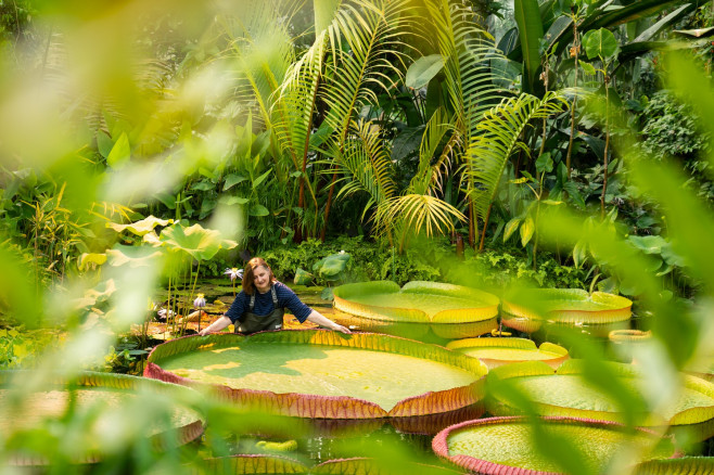 Nufăr gigant Kew Gardens Londra