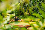 Nufăr gigant Kew Gardens Londra