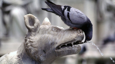 Porumbel care bea apă dintr-o țâșnitoare în formă de câine
