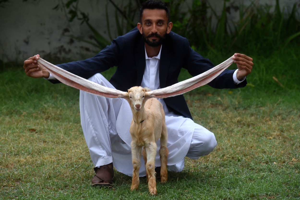 Un ied cu urechi extraordinar de lungi a devenit faimos în Pakistan