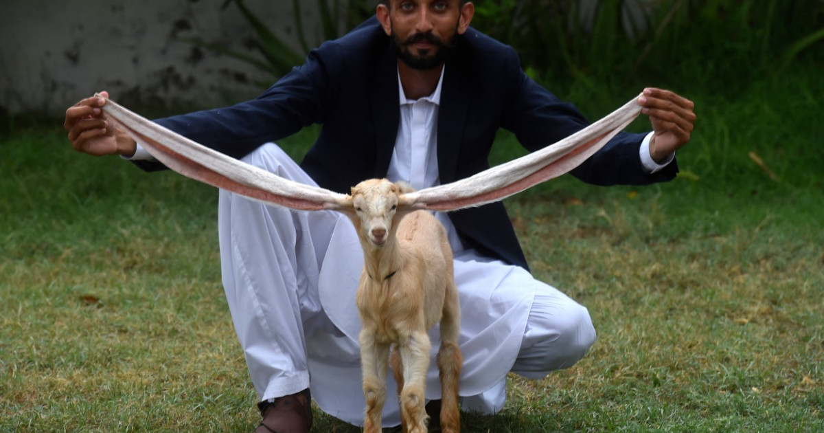 Un ied cu urechi extraordinar de lungi a devenit faimos în Pakistan