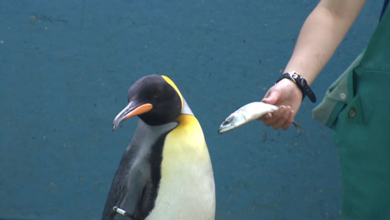 un pinguin refuza pestele oferit de o persoana